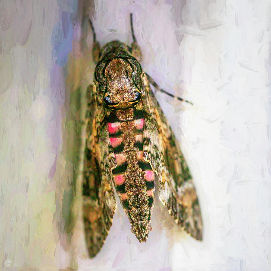 Carolina Sphinx Moth X101 Photograph by Rich Franco