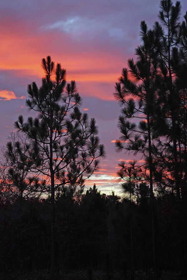 Carolina Sunset 4592 Photograph by Carolyn Stagger Cokley