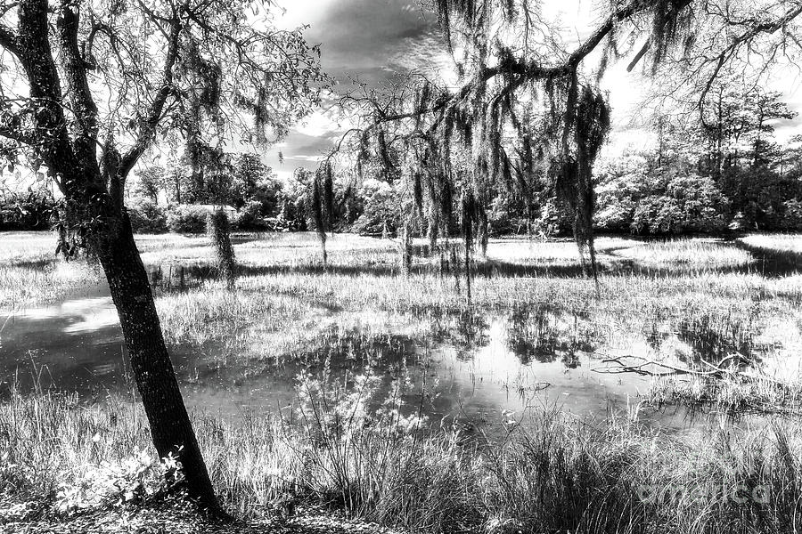 Carolina Swamp at Charles Towne Landing Photograph by John Rizzuto