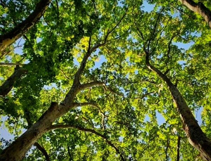 Carolina Tree Photograph by Thaddeus Jones | Fine Art America