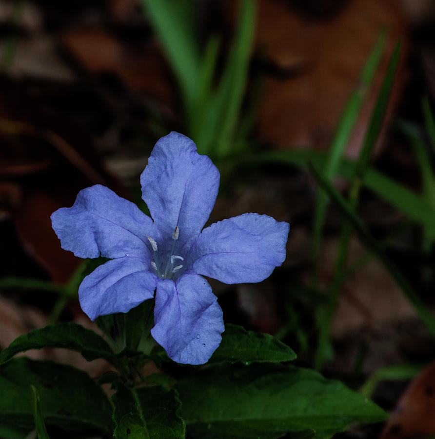 Blue Photograph - Carolina Wild Petunia by Norman Johnson