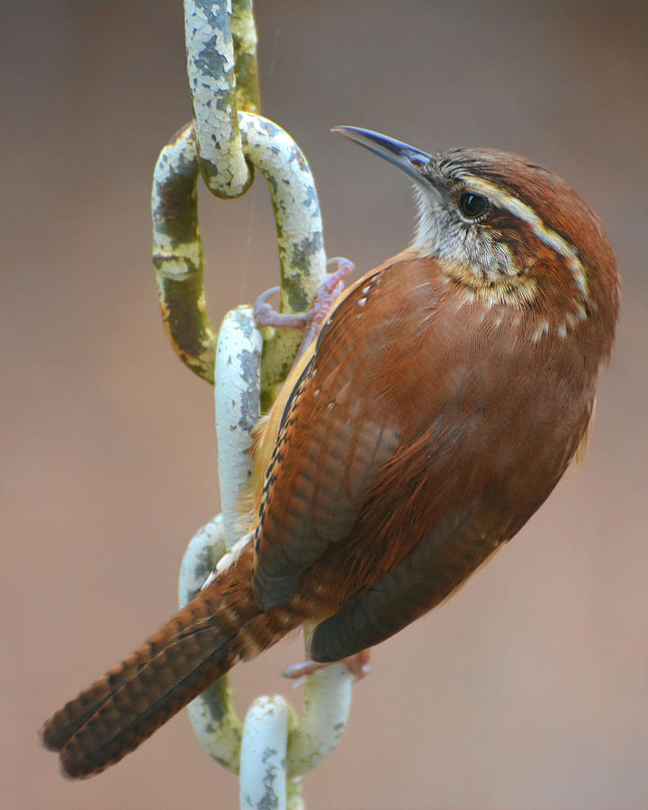 Carolina Wren #1 Photograph by Jerry Griffin