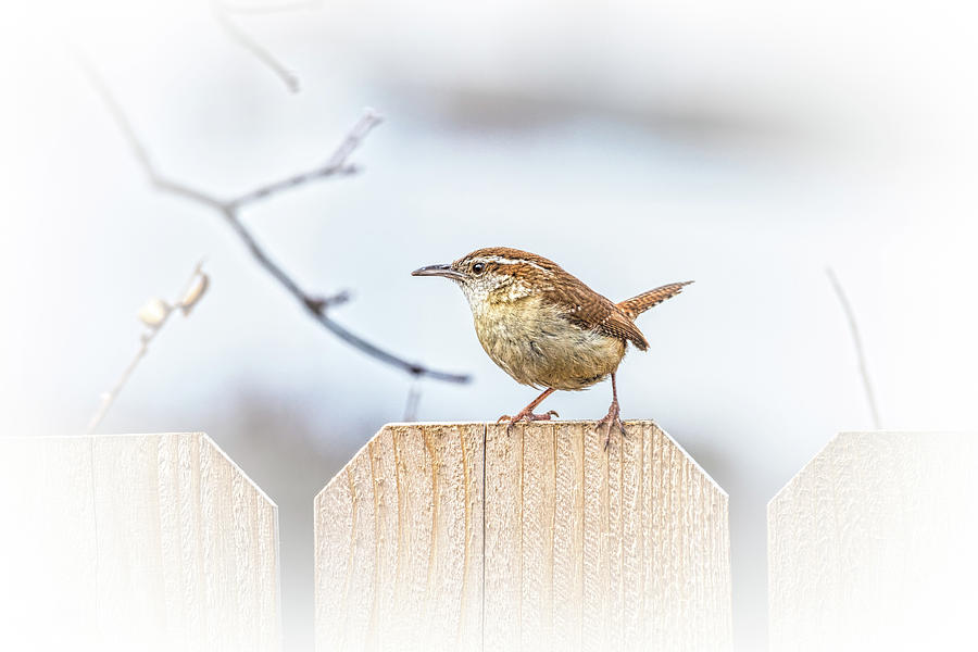 Carolina Wren Backyard Birdwatching Photograph