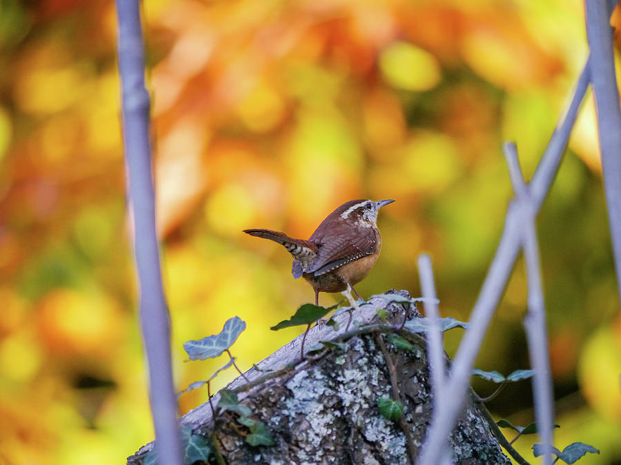 Carolina Wren in Autumn Photograph by Rachel Morrison - Fine Art America