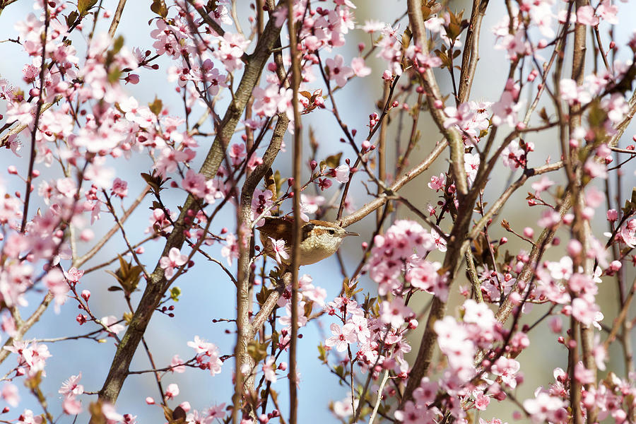 Carolina Wren in Spring Flowers Photograph by Rachel Morrison