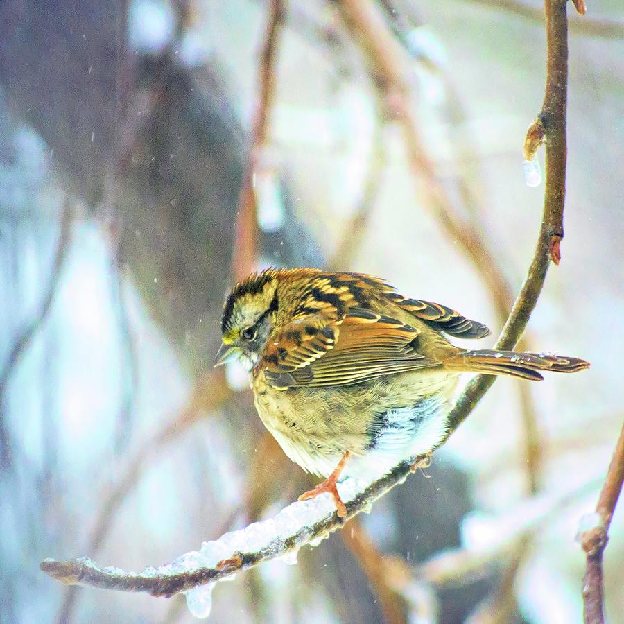 Bird Photograph - Carolina Wren in Winter by Larry J Bishop