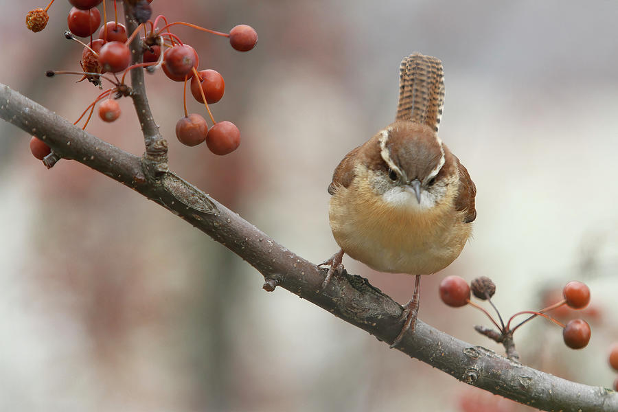Carolina Wren Digital Art by Jerry Dalrymple Carolina Wren Digital Art by Jerry Dalrymple