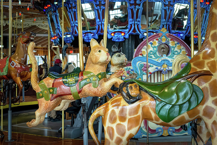 Carousel Cats Photograph by Paul Giglia