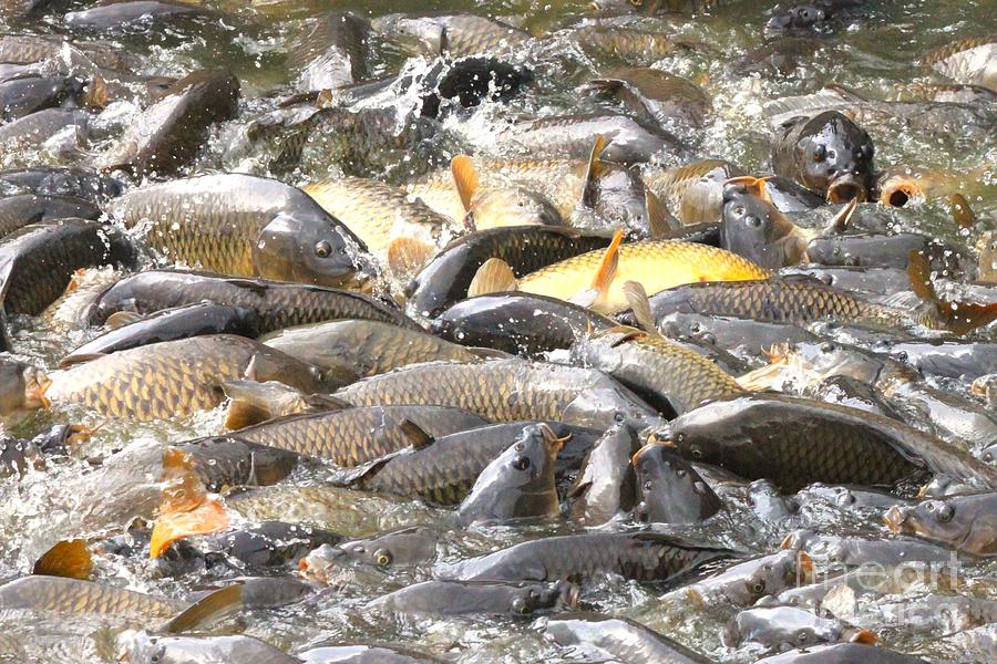 Carp at the Pymatuning Spillway Photograph by Shannon Gavaert - Fine ...