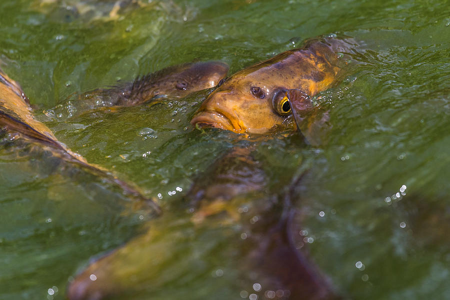 Carp in a fishing pond Photograph by Wellsie82