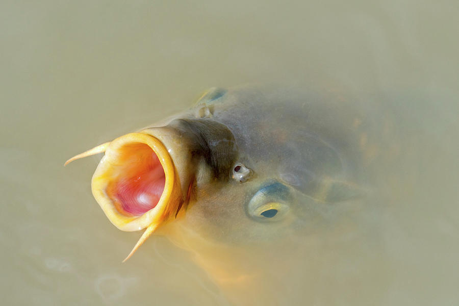 Carp in Pond Photograph by Arterra Picture Library