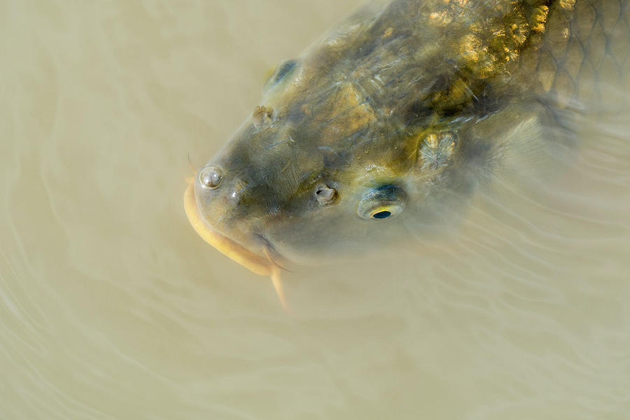 Carp Surfacing in Lake Photograph by Arterra Picture Library