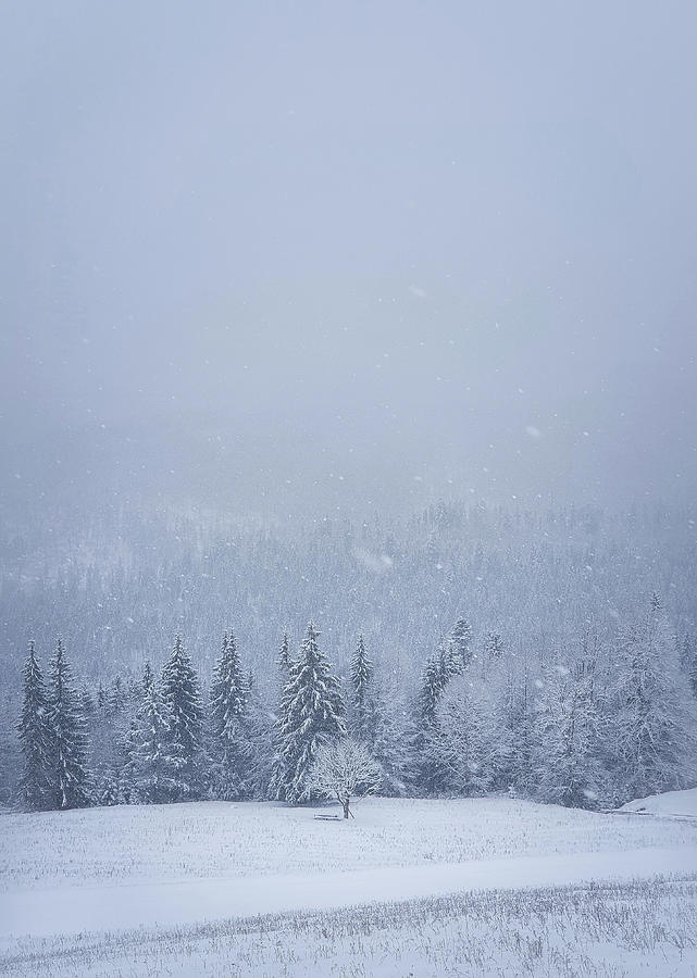 Carpathians Snowfall Photograph
