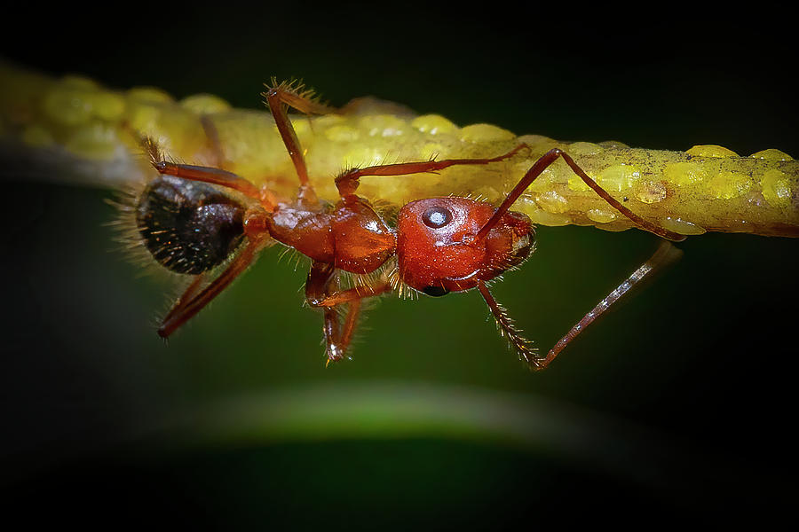 Carpenter Ant at Work Photograph by Mark Andrew Thomas