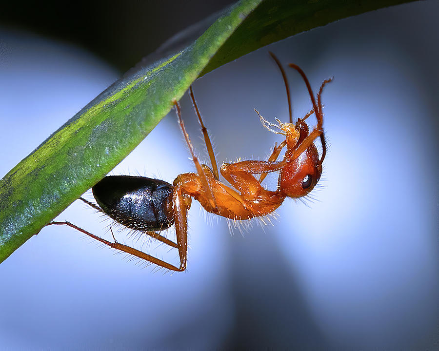 Carpenter Ant Carrying Aphid Photograph by Mark Andrew Thomas