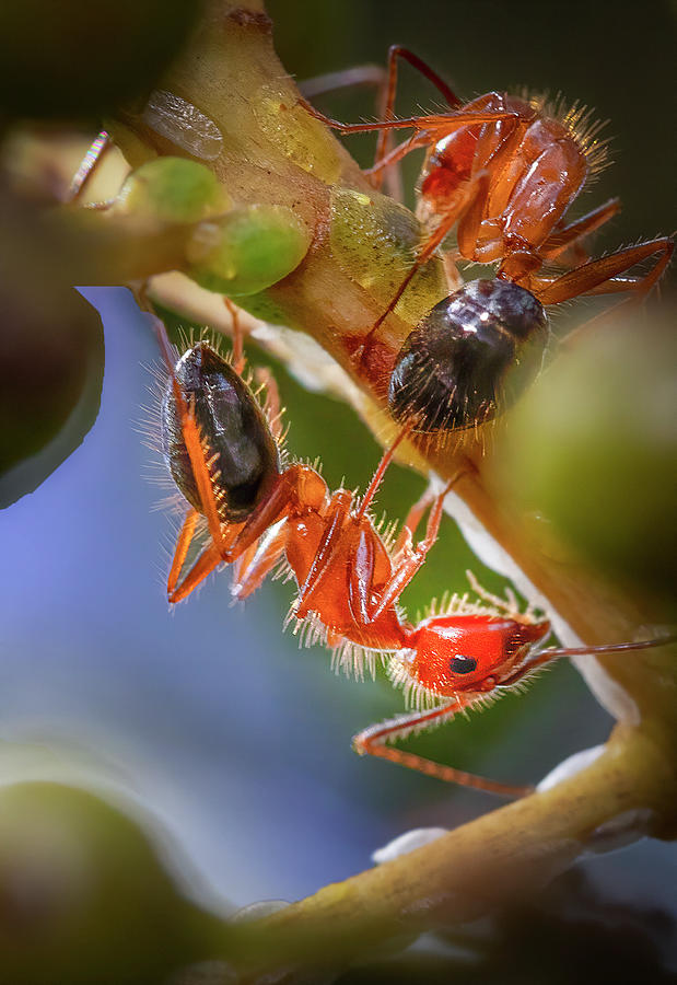 Carpenter Ants Photograph by Mark Andrew Thomas