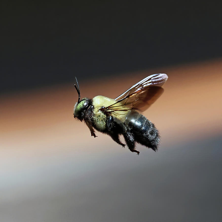 Carpenter Bee 001 Photograph by Steve Gass