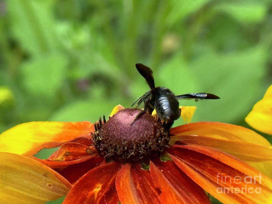 Carpenter Bee 1 Photograph by Catherine Wilson Carpenter Bee 1 Photograph by Catherine Wilson