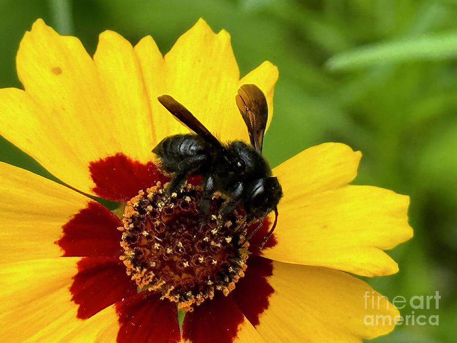 Carpenter Bee 4 Photograph by Catherine Wilson Carpenter Bee 4 Photograph by Catherine Wilson