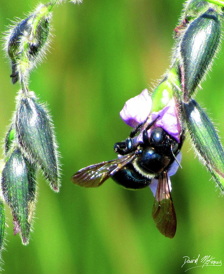 Carpenter Bee Photograph by David McKinney Carpenter Bee Photograph by David McKinney