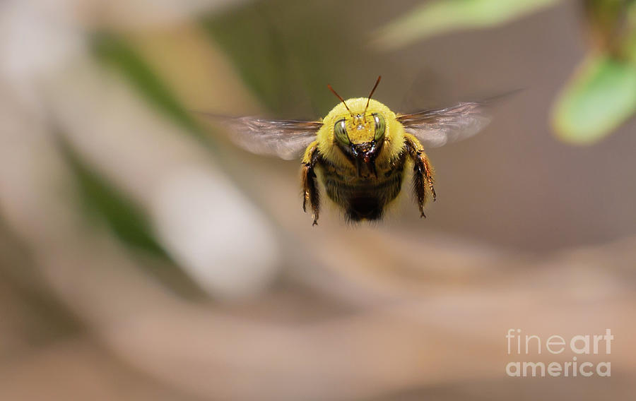 Carpenter Bee Flying Photograph by Eva Lechner