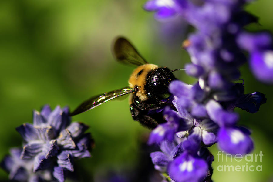 Carpenter Bee foraging Photograph by JT Lewis