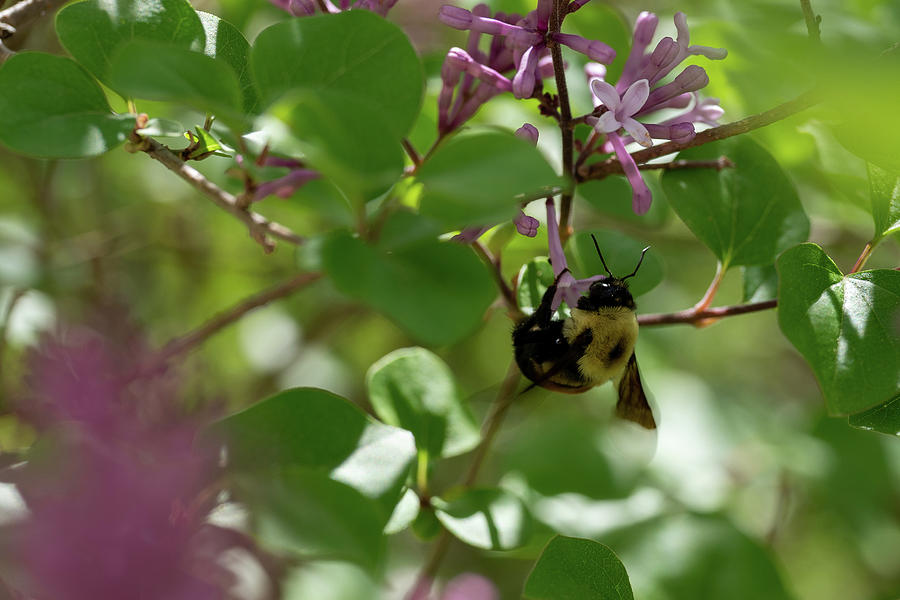 Carpenter Bee in Lilacs Photograph by Brooke Bowdren
