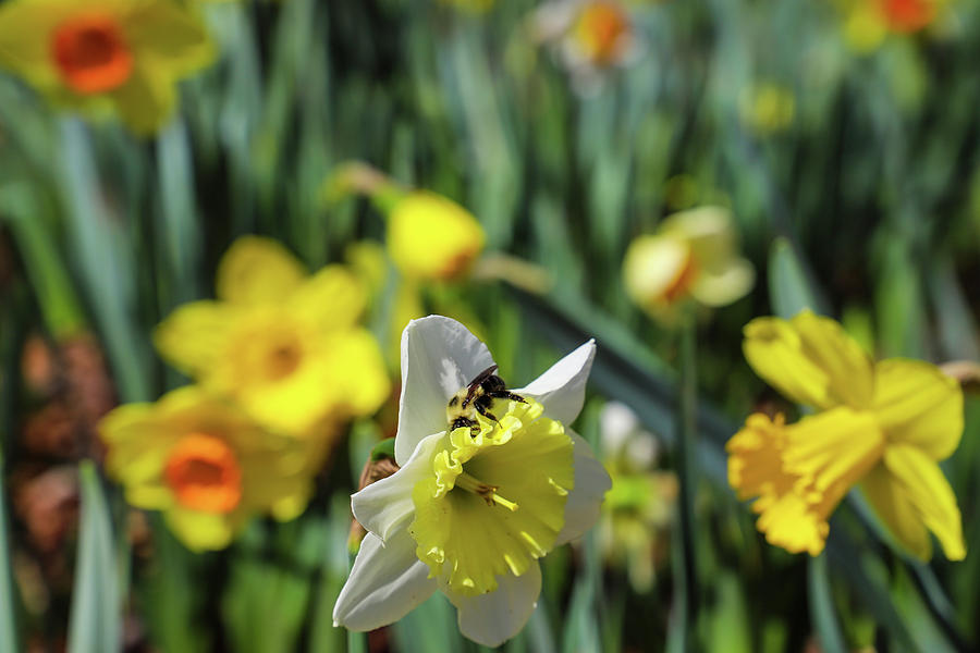 Carpenter Bee in the Daffodils Photograph by Marcus Jones