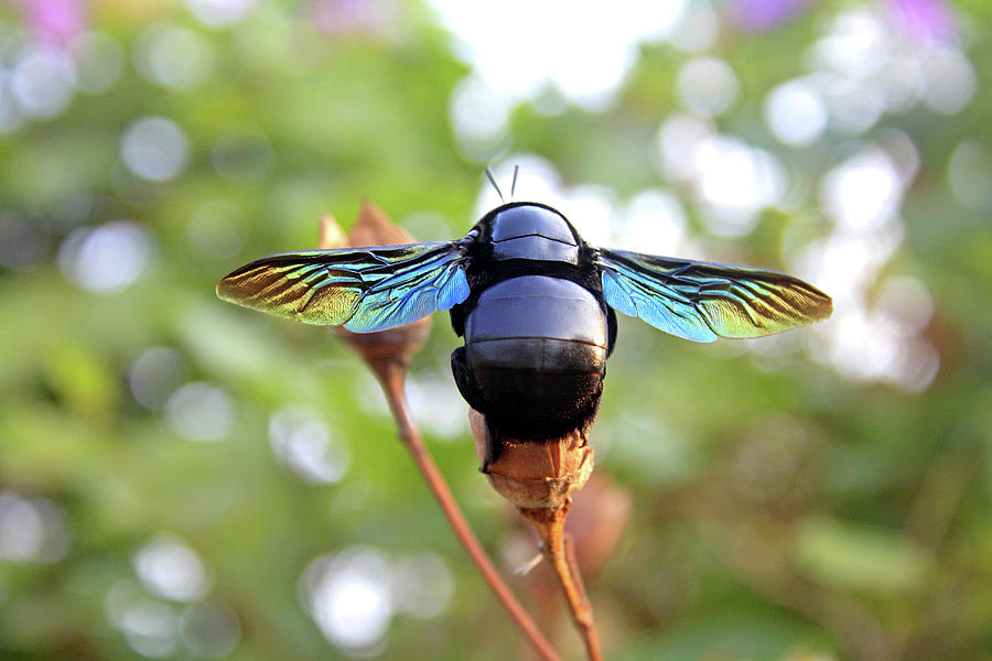 Carpenter bee, Insect Photograph by Zeeshan Mirza | Fine Art America