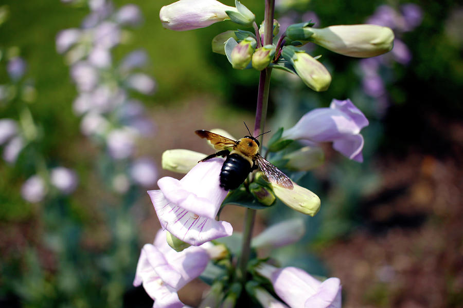 Carpenter Bee On Large Beardtongue - May 2023 Photograph by Joseph A Langley Carpenter Bee On Large Beardtongue - May 2023 Photograph by Joseph A Langley