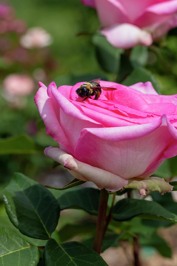 Rose Photograph - Carpenter Bee on Rosa Beverly by Dawn Cavalieri