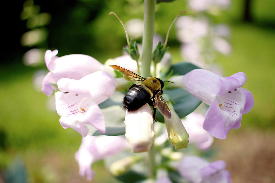 Carpenter Bee Resting on Large Beardtongue Blossom - May 2023 Photograph by Joseph A Langley Carpenter Bee Resting on Large Beardtongue Blossom - May 2023 Photograph by Joseph A Langley