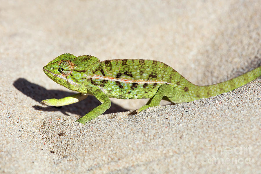 Carpet Chameleon in Desert Photograph by Arterra Picture Library