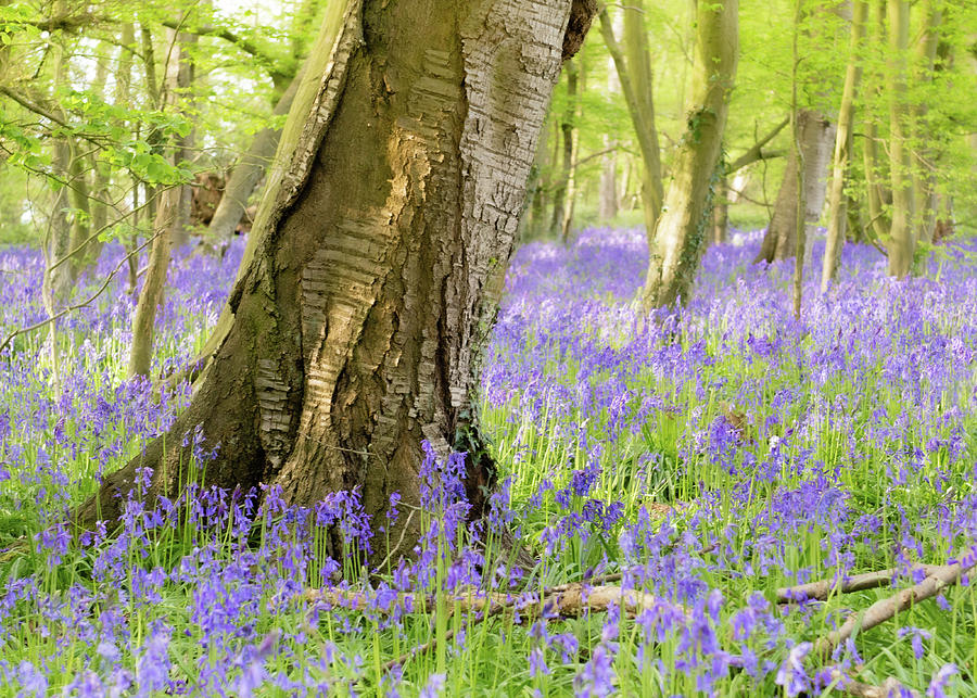 Carpet of Bluebells Photograph by Emma Solomon