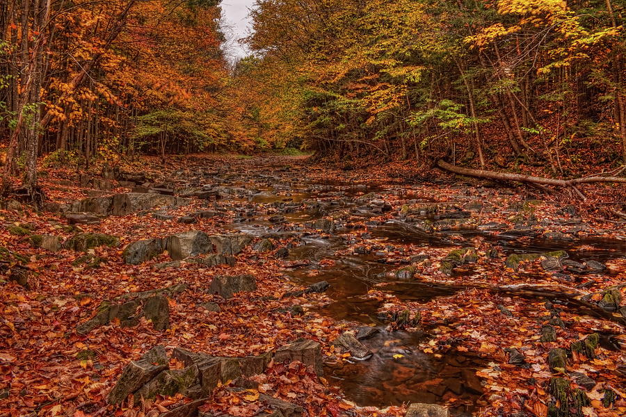 Carpet Of Leaves On Big Sandy Creek Photograph by Dale Kauzlaric