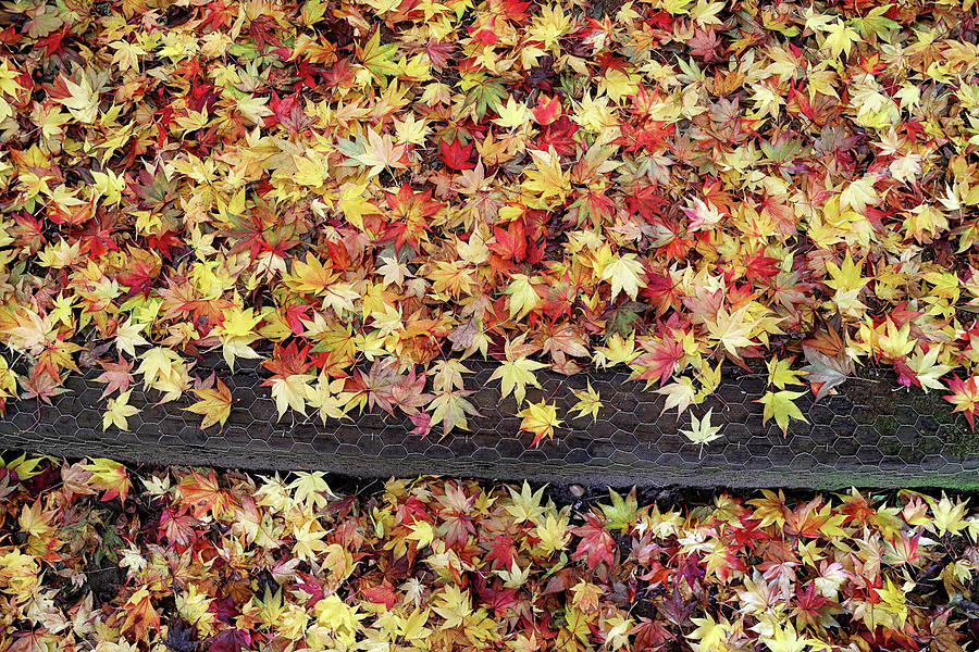 Carpet of leaves Photograph by Shirley Mitchell