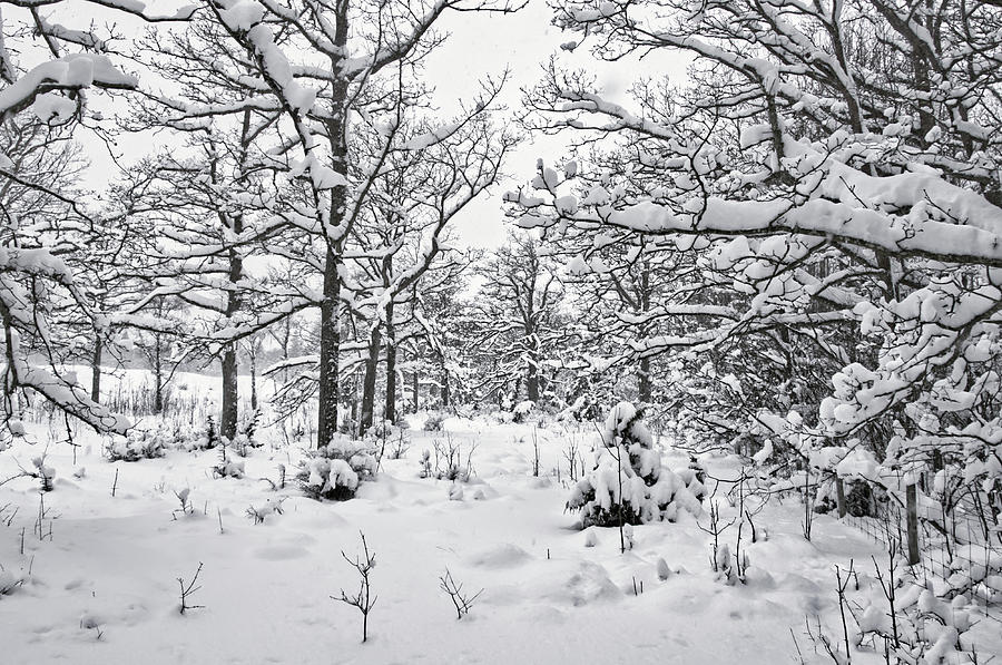 Carpet of snow Photograph by Elaine Berger