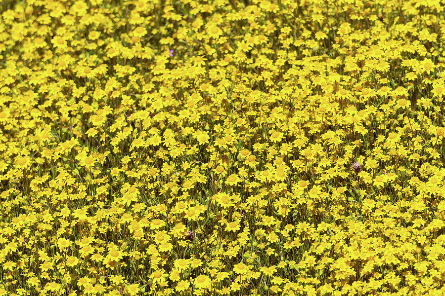 Carpet of Yellow Photograph by Brett Harvey