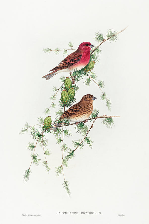 John Gould Drawing - Carpodacus erythrinus, Common Rose Finch by John Gould