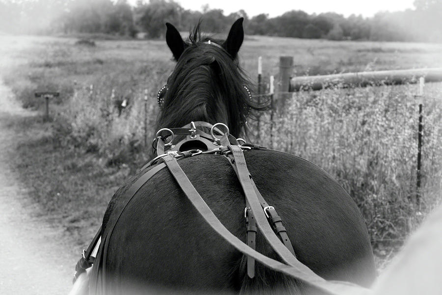 Carraige View Horse Photograph by William Havle
