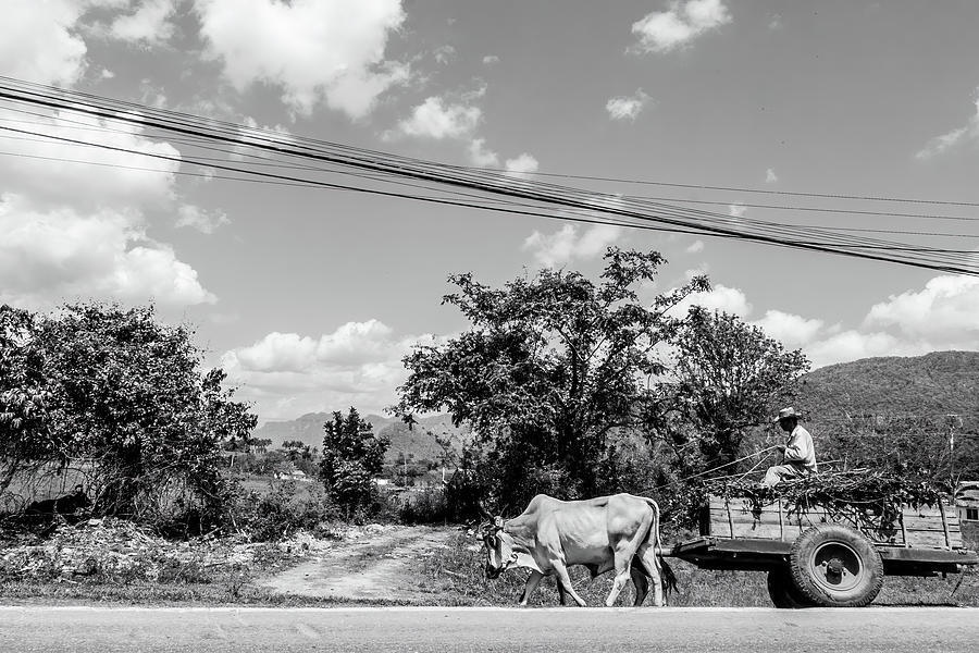 Carriage harnessed with buffaloes, Vinales. Cuba Photograph by Lie Yim