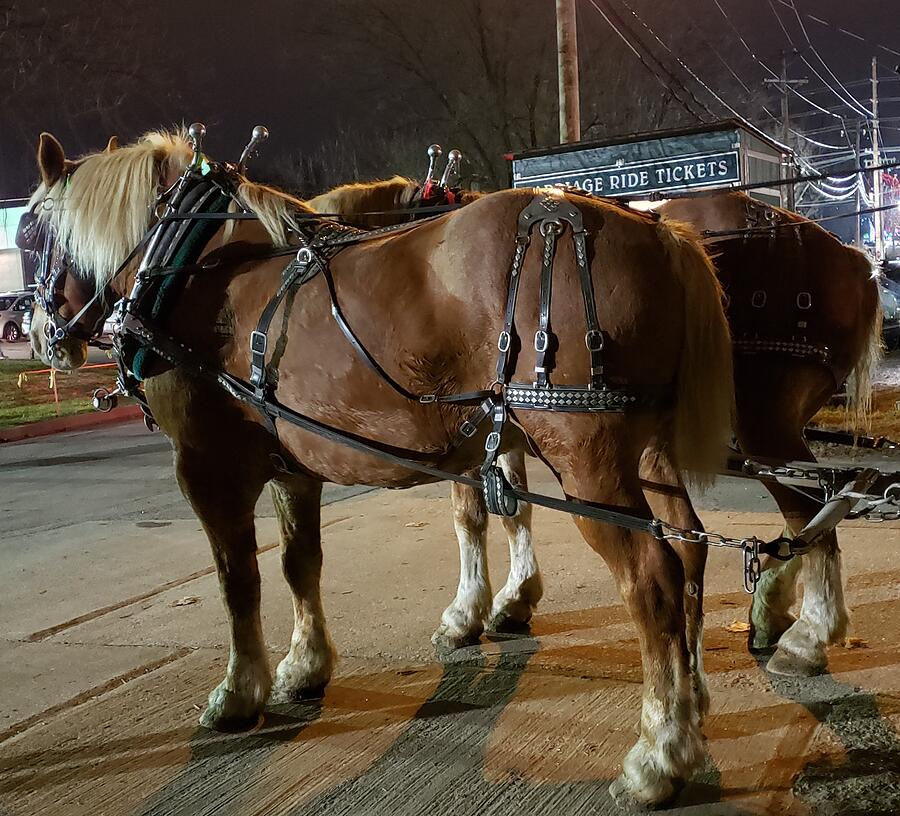 Carriage Ride Hourses Photograph by Ginger Repke