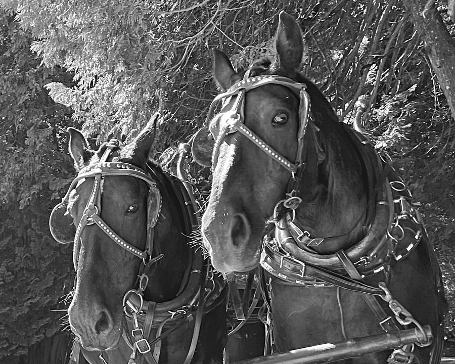 Carriage Team BW Photograph by Lee Darnell