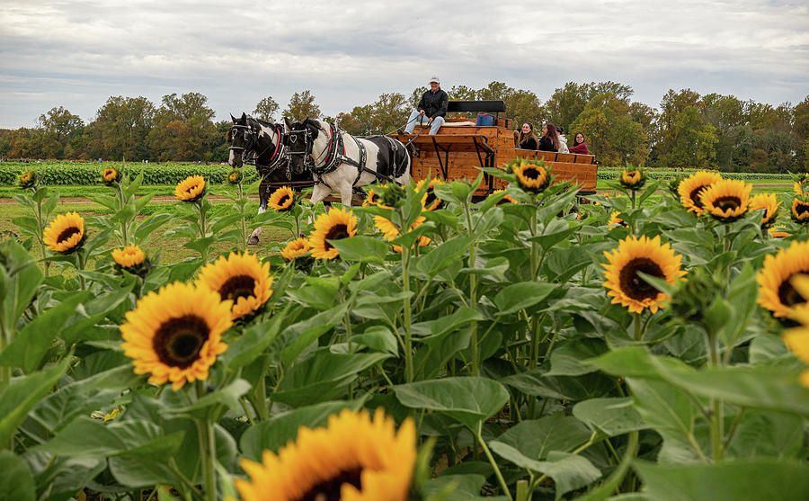 Carriage Through the Flowers Photograph by Kristopher Schoenleber