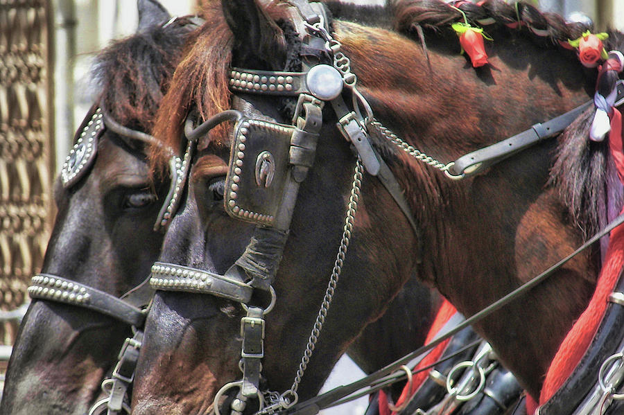 Horse Photograph - Carriage Tour by Jamart Photography