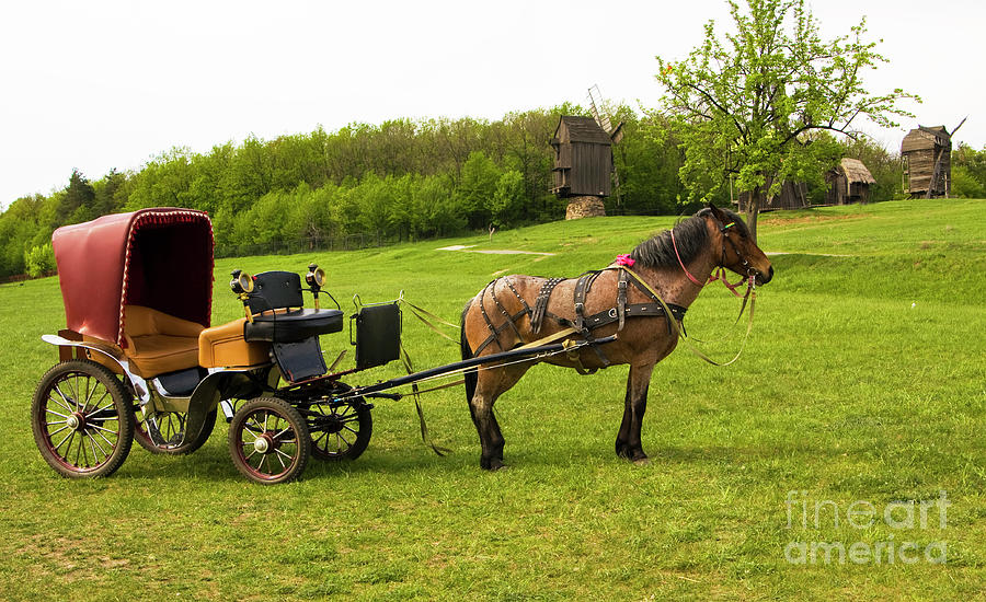 Carriage with brown horse Photograph by Irina Afonskaya