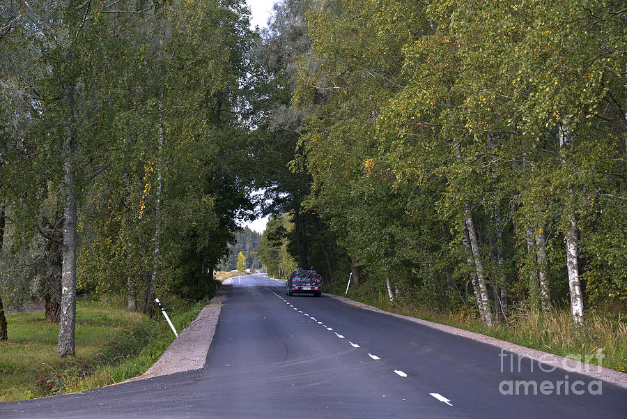 Tree Photograph - Carriageway by Esko Lindell