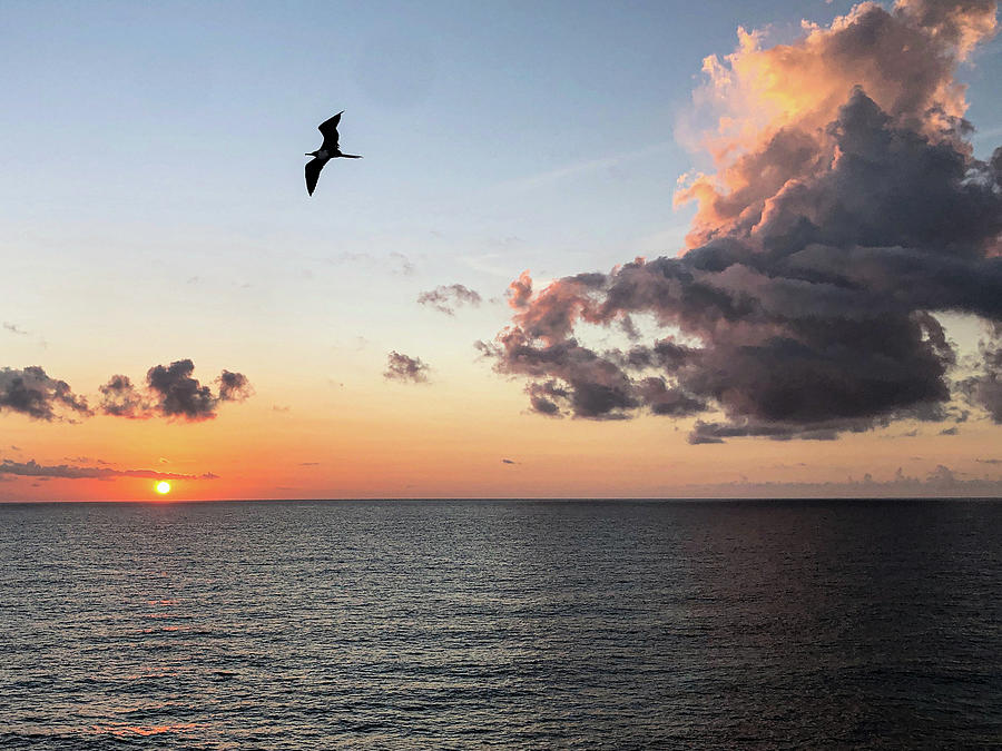 Sunrise bird Photograph by Greg Wyatt