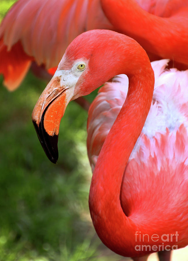 Flamingo Photograph - CarribeanFlamingo-8151 by Gary Gingrich Galleries