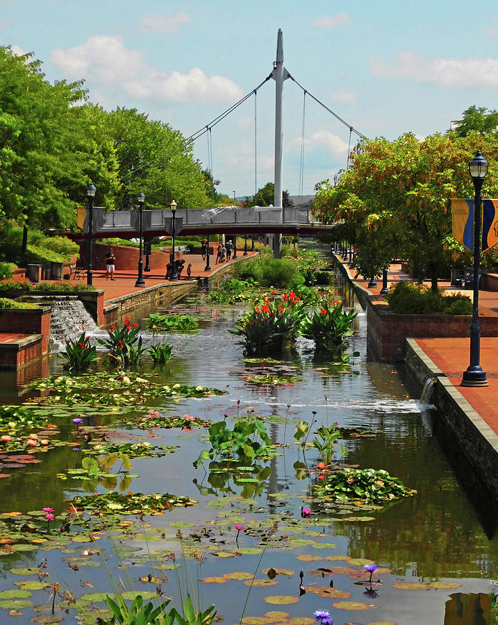 Carroll Creek in August Photograph by Emmy Marie Vickers